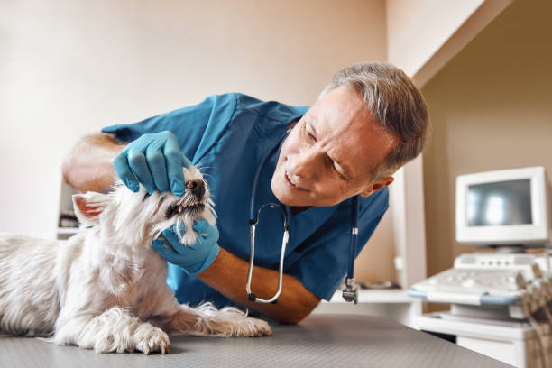 Best 24-Hour Emergency Dental Care in Melvindale, MI